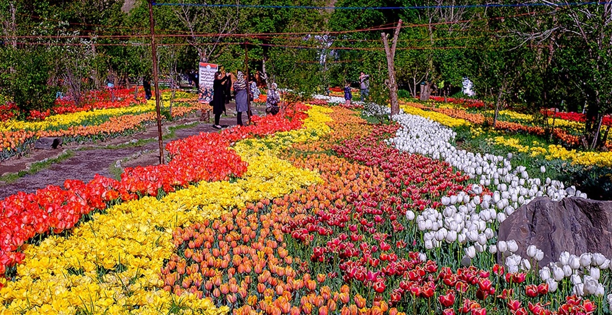 جشنواره لاله‌های رنگارنگ در آسارای کرج آغاز شد