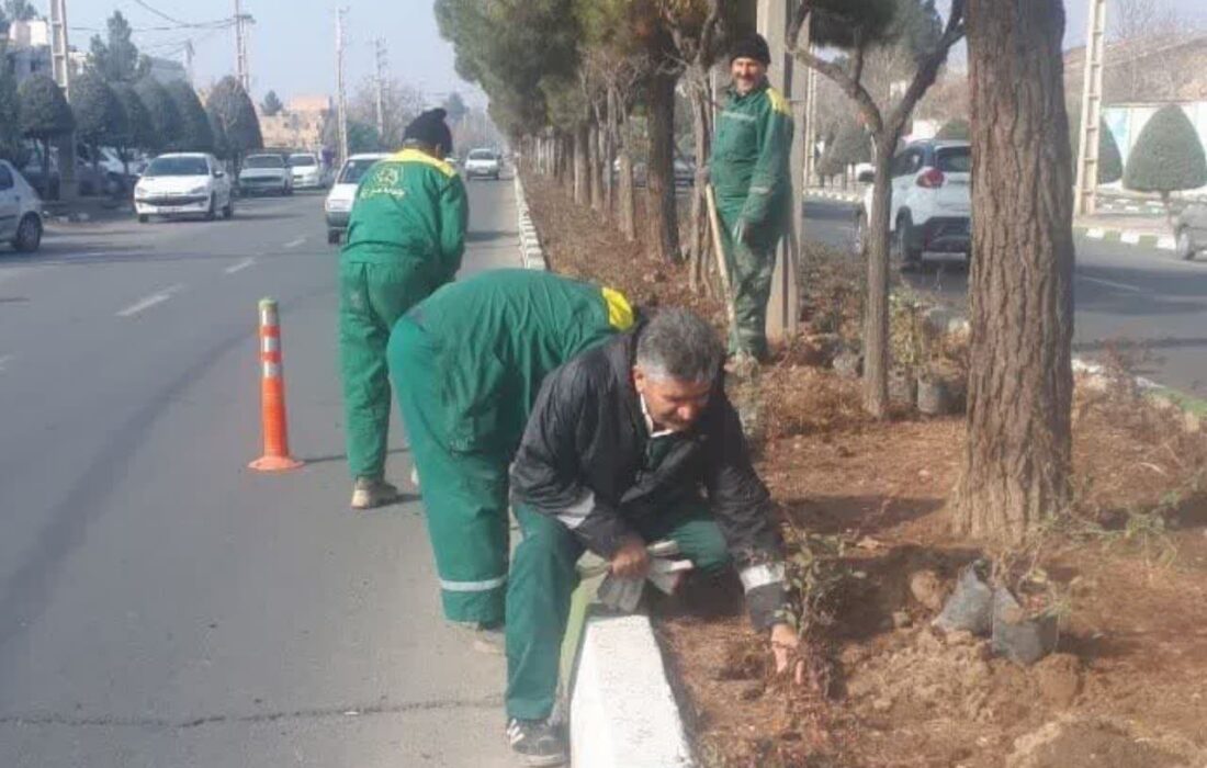 اقدامات زمستانه اداره سیما ، منظر و فضای سبز شهرداری هشتگرد